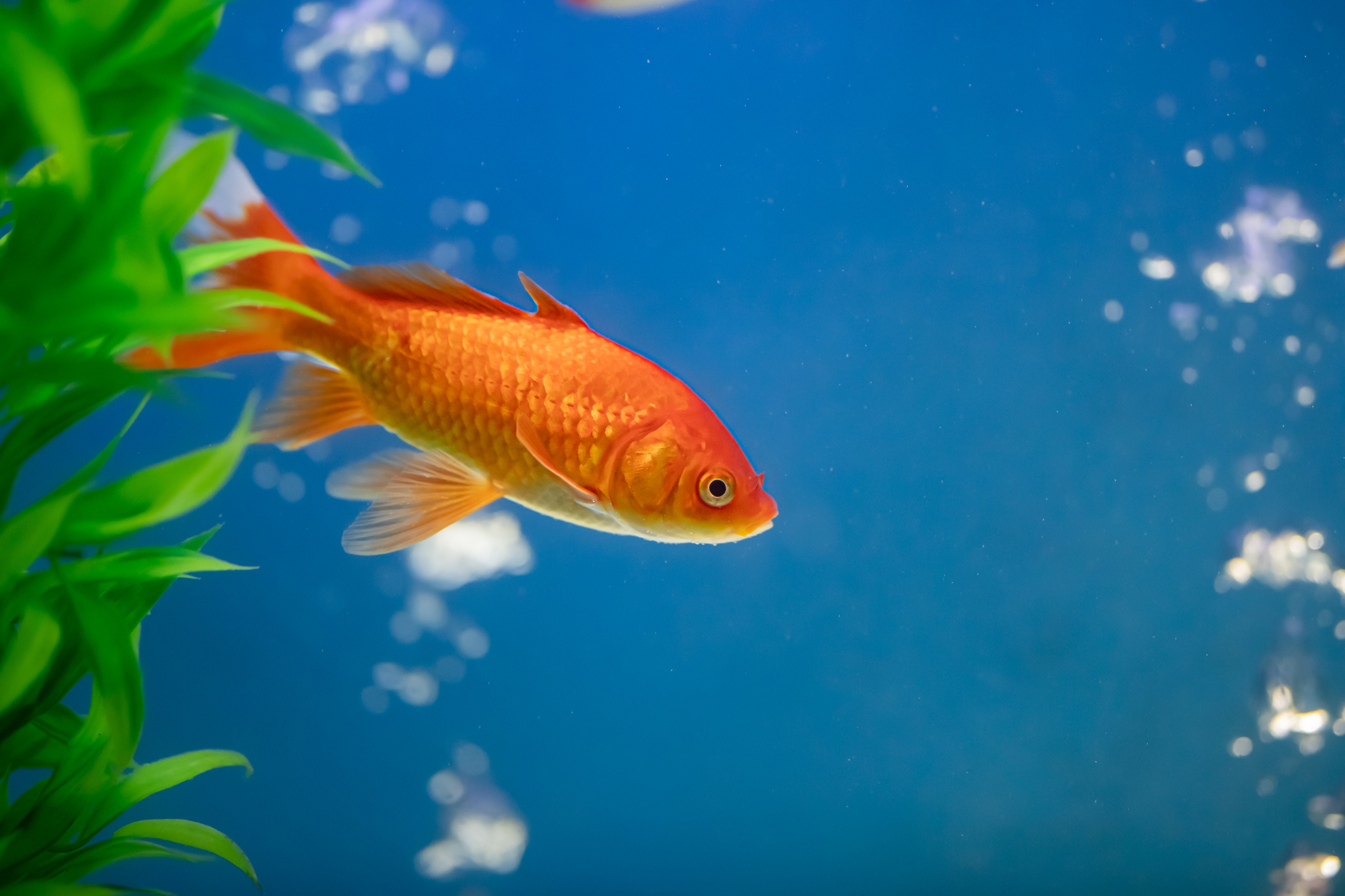 goldfish in water tank