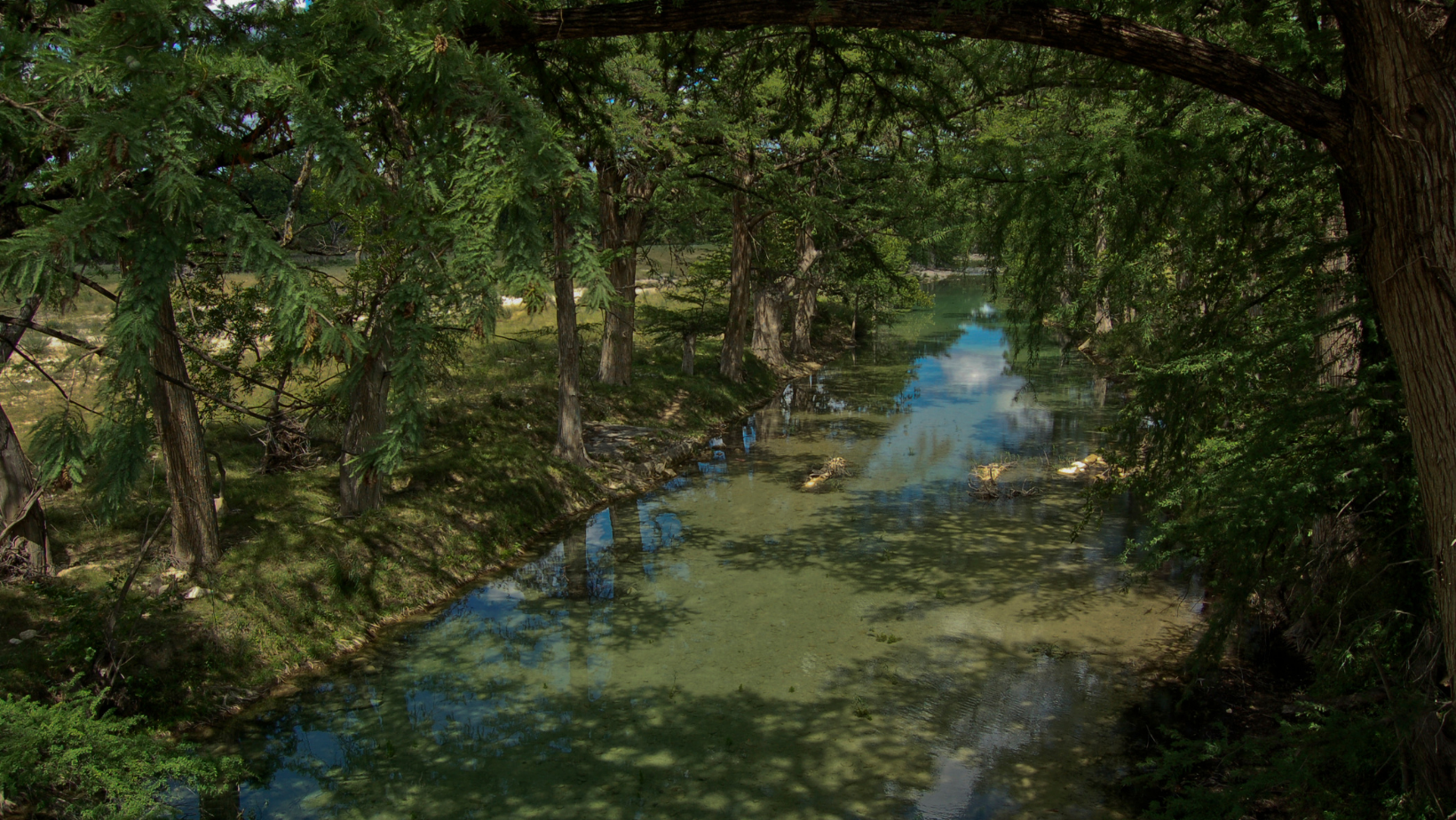 mesquite-creek-texas-trees